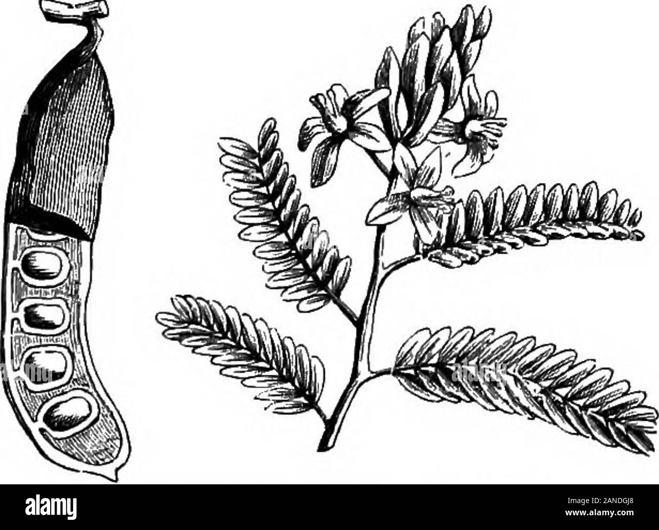 Un dictionaryBeing médical illustré ! un dictionnaire des termes techniques utilisés par les auteurs sur la médecine et les sciences de la garantie, dans le latin, anglais, français et allemand langues . à 3 parties de pâte, à l'évaporation du con-sistence de gruel [Austr. Ph., Hung. Ph., Norv. Ph., Roum. Ph.] (oftough [pap Dan. Ph.], d'un extrait [Suè. Ph.]) ; partie 1 à 4 partsf, évaporant pâte à la consistance d'un conserver [Ph suisse.];à 5, l'évaporation d'un extrait d'épaisseur [Ger. Ph., Finn. Ph.] ; ou 1 à6, évaporation d'un extrait d'épaisseur [Russ. Ph., Gr. Ph.] (à une pulpe[Netherl. Ph !]). [B, 95 a, Banque D'Images