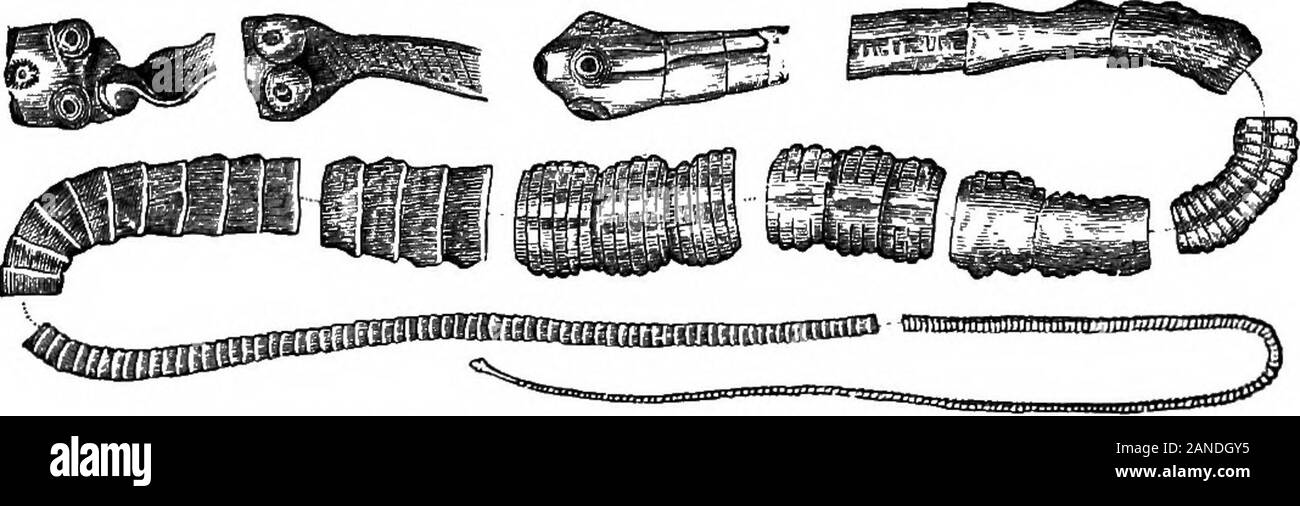 Un dictionaryBeing médical illustré ! un dictionnaire des termes techniques utilisés par les auteurs sur la médecine et les sciences de la garantie, dans le latin, anglais, français et allemand langues . ata. Sec T. perfoliata chez.-T. recessus pinealis. Thepeduncle de la glande pinéale. [I, 16 (K).]-T. recessus supra-pinealis. La prolongation de la plexus choroïde du thirdventricle dans le recessus pinealis. [L, 332.]-rbinaria Fentastoma T..Voir. toenioides-T. saginata. Voir T. medio-canel-lata.-T. sans 6pin (Fr.). Voir Bothriocephalus latus. andT solium (1er déf.).-T. secunda. Voir T. solium (1er de Banque D'Images