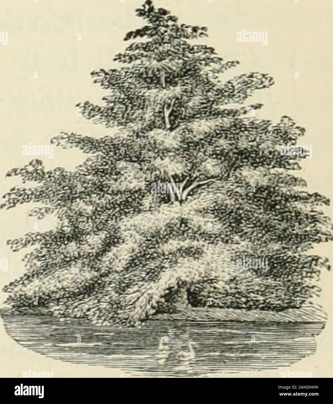 L'art d'embellir suburban home base de petite extentWith la description de la belle et hardy arbres et arbustes cultivés aux États-Unis . L'aulne, A.glutinoso, a de nombreuses variétés. La Coupe de l'aulne à feuilles, A. laciniaia,est l'un des plus beaux. Fig. 137 est un por-trait d'un spécimen d'anglais. Il atteint une fromfifty arbre pyramidal à soixante pieds de hauteur. Le feuillage comme isfern. La coupe impériale aulne à feuilles de laciniafa,A., est une autre variété, dit d'habitude plus vigoureuse encore beof. Le Golden Alder, A., ghctinosoaiirea est un sport de l'aulne glutineux, de brillants et singularfoliage Banque D'Images