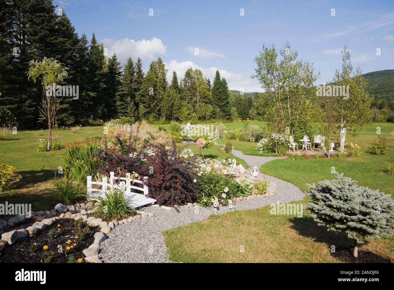 Chemin de gravier menant à la passerelle blanche, Picea - sapin, frontière avec l'orange Tagetes - souci, Hemeroallis - Leucanthemum vulgare blanc, l'hémérocalle Banque D'Images