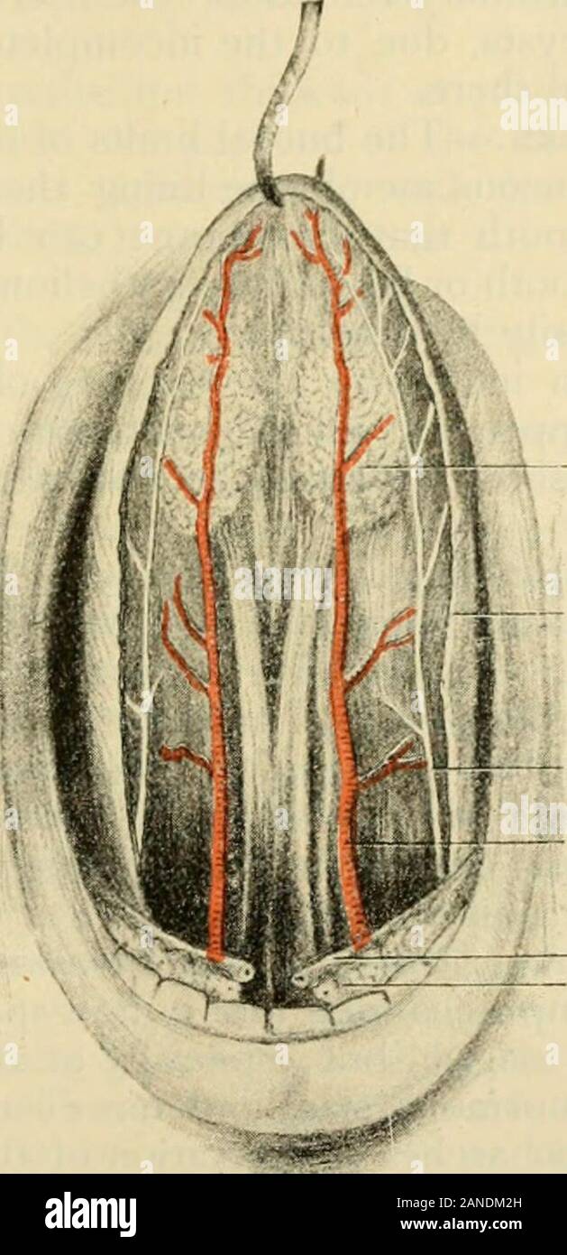 L'anatomie humaine, y compris la structure et le développement et des considérations pratiques . f ces structures, par conséquent, manifestent la bouche. themselvesin La glande sous-maxillaire, cependant, réside en partie sous le poste-frontière de l'avant-arc hyoïdien mylo. En conséquence, les maladies de cette glande est susceptible d showmost nettement en dessous de la mâchoire inférieure (fig. 267, page 247). Angine Ludwigs (page553) peut se répandre sur le tissu conjonctif lâche entre l'arc hyoïdien mylo-muscleand la muqueuse du plancher de la bouche. Cette membrane est reflectedfrom sous la surface de la langue pour les alvéoles et est divisé en avant par fr Banque D'Images