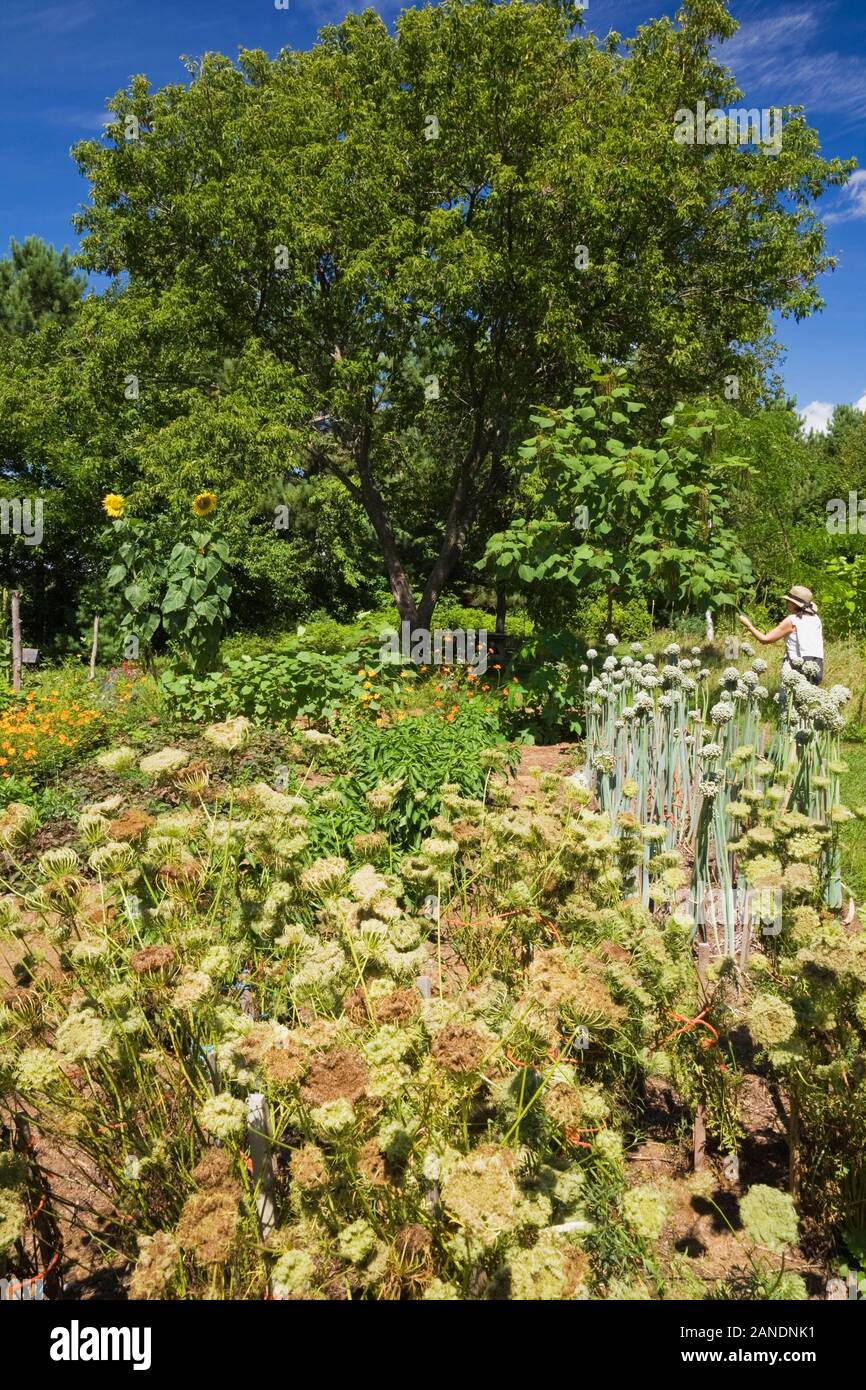 Daucus carota Carotte sauvage - Berlicummer fleurs dans le jardin en été, Jardin du Grand Portage jardin, Saint-Didace, Lanaudière, Québec, Canada Banque D'Images