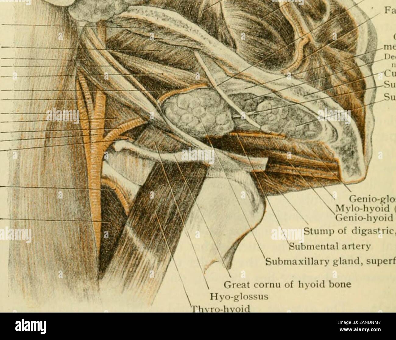L'anatomie humaine, y compris la structure et le développement et des  considérations pratiques . Ai cesRory parotide parotide conduit. Les  masséters ptérygoïde interne (cut) Superior constrictor. Stylo digastrique  hyoïde-Stylo-glossus Stylo-pharyiigeus ...