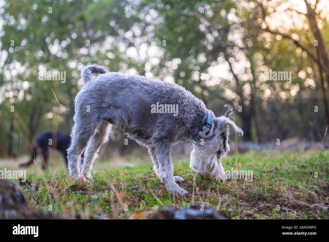 Schnauzer nain gris dans la prairie Banque D'Images