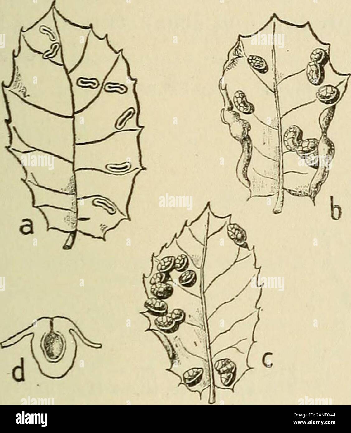 Les zoocécidies des plantes d'Afrique, d'Asie et d'Océanie : description des galles, illustration, bibliographie détaillée, répartition géographique, index bibliographique . 149 unique FAGACEES (fig. 269) containing une nymphe pourvue de deux longues dents céphaliques. M.C, avril II. Dryomyia cocciferoe Marghal P.Marchal,i897,p.i7-i9,n&gt;3,pl.I,i8-27,oe;KiefFer,J898i,p.i7;i9oob,pl.XXXVIII,9,e:i9i3ï, p.57, un"2 ; Darboux et Houard, igoi, p. 294. n"2375, fig. 48i-483, ® ; Bezzi, 1906, p.2i4,n&gt;j5 ; Houard,1908,p.355^,1101997 fig.615 617, ®  ; i9i2ip.49-5o,n"97,fig.84-87, ® ;igiS, p.9:i9i3&gt ;, p. 1 Banque D'Images