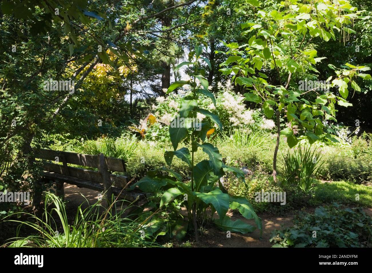 Assis en bois banc et catalpa bungei Catalpa mandchoue - arbre dans le jardin en été, Jardin du Grand Portage jardin, Saint-Didace, Québec. Banque D'Images