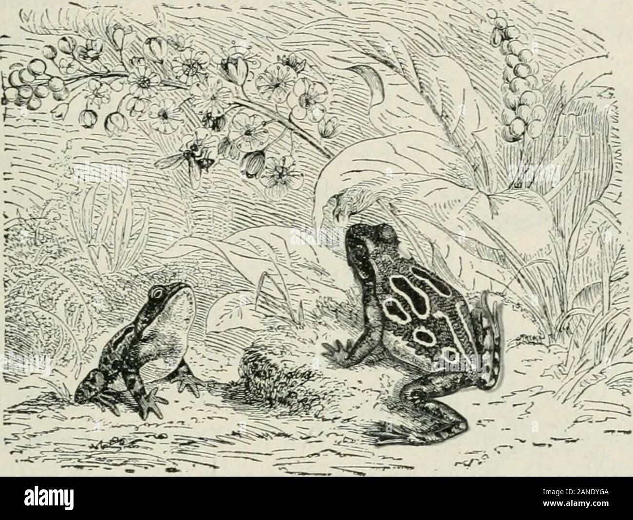 Beginners' zoologie . les animaux. Pourquoi sont-ils à somepeople répulsive ? Environnement.- Où sont les grenouilles trouvées dans greatestnumbers ? W^hat se produit lorsque le danger menace eux ?Quels ennemis ont-ils ? Quelle est la couleur ou la teinte, est mostprominent sur une grenouille ? La couleur n'imitent ou imi-tate ses environs ? W^hat est la couleur de la face inférieure du corps ? (Fig. 250.) Pourquoi est-il greatersafety dans cette couleur ? Quels ennemis ne frogsfrom eau voir ci-dessous ? N'rainettes imiter l'écorce ? Theleaves ? Une grenouille peut rester sous l'eau pour une durée indéterminée ?Pourquoi ou pourquoi pas ? Quelle partie d'une grenouille est au-dessus de la BATRACHIA 129 Banque D'Images