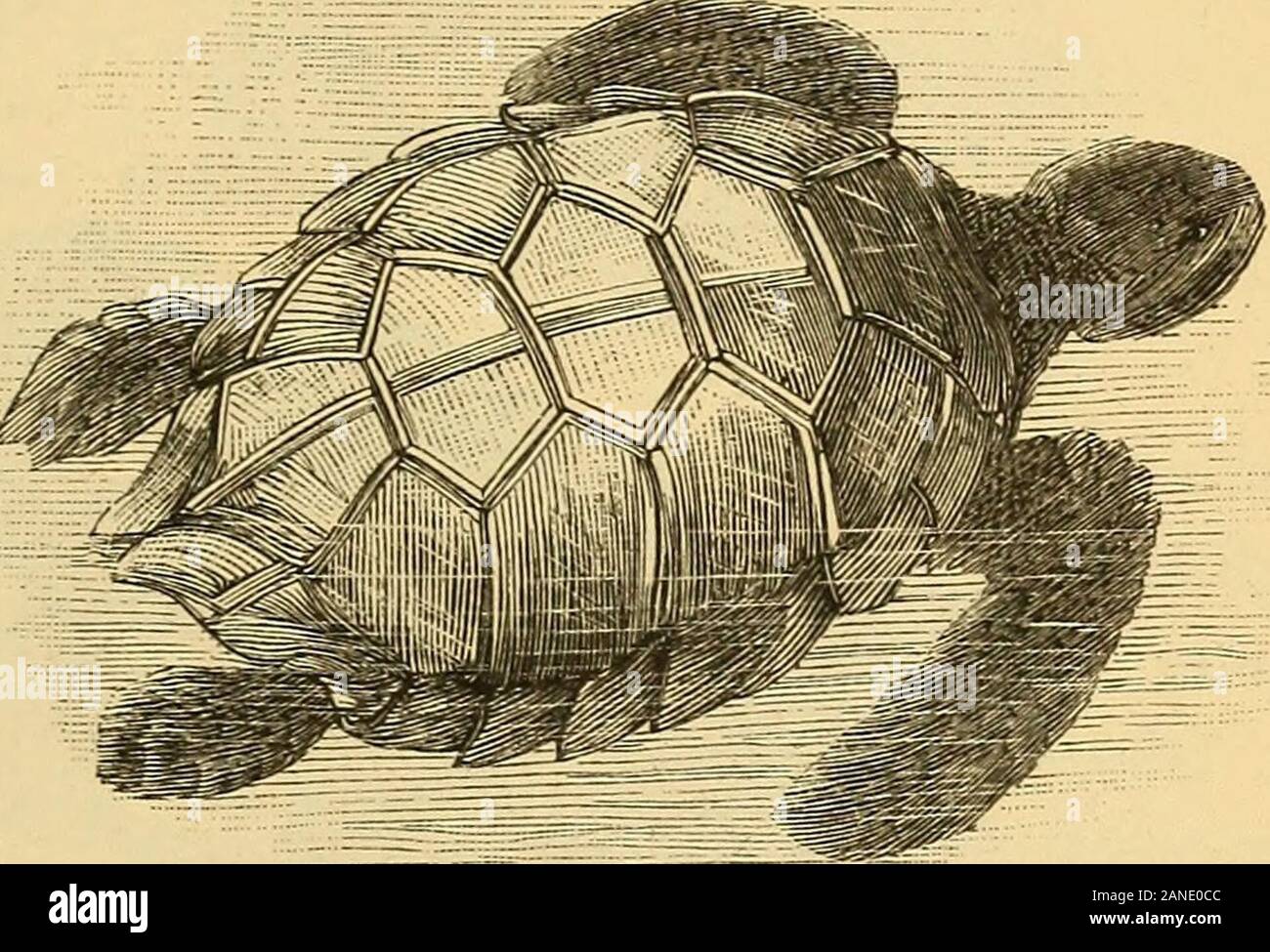 La vie animale dans la mer et sur la terre . ng dans leurs habitudes. 10. Hibernation.-Aucun des reptiles sont friands d'coldweather, afin de ne pas s'aventurer à l'extérieur pendant l'hiver. Ces animaux à sang froid ont un ofhiding fashion loin sous les feuilles et brindilles, à l'intérieur d'hollowlogs, et dans d'autres retraites snug, où ils prennent une goodlong dormir jusqu'à ce beau temps revient, allié à l'occasion des journées chaudes rampante dans un état stupide.Cette façon de transmettre l'hiver s'appelle l'hibernation.Ces tortues qui vivent dans l'océan profond en waterduring l'hiver, et des terres-tortues faire leur chemin Banque D'Images