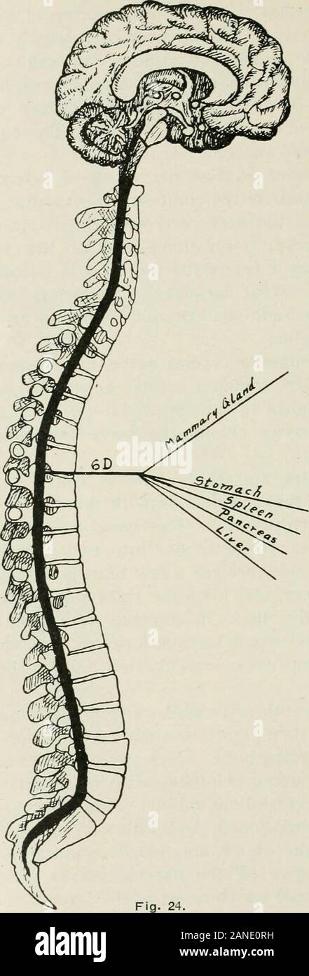 Principes et pratique de l'ajustement de la moelle épinière ; à l'usage des étudiants et des praticiens à l'. gang cervical moyen-lion de la sympathie. Cela donne l'middlecardiac oflf ganglionnaires, qui se divise en deux branches. La possibilité le côté droit reçoit quelques branches de l'recurrentlaryngeal, nerveuses et se joint à la partie droite de l'cardiacplexus profondément dans le cou ; il communique avec le superiorcardiac et nerfs laryngé récurrent. Sur le côté gauche du nerf cardiaque themiddle rejoint le côté gauche de l'cardiacplexus profonde. 3. Les septième et huitième nerfs spinaux cervicaux influe Banque D'Images Principes et pratique de l'ajustement de la moelle épinière ; à l'usage des étudiants et des praticiens à l'. gang cervical moyen-lion de la sympathie. Cela donne l'middlecardiac oflf ganglionnaires, qui se divise en deux branches. La possibilité le côté droit reçoit quelques branches de l'recurrentlaryngeal, nerveuses et se joint à la partie droite de l'cardiacplexus profondément dans le cou ; il communique avec le superiorcardiac et nerfs laryngé récurrent. Sur le côté gauche du nerf cardiaque themiddle rejoint le côté gauche de l'cardiacplexus profonde. 3. Les septième et huitième nerfs spinaux cervicaux influe Banque D'Images