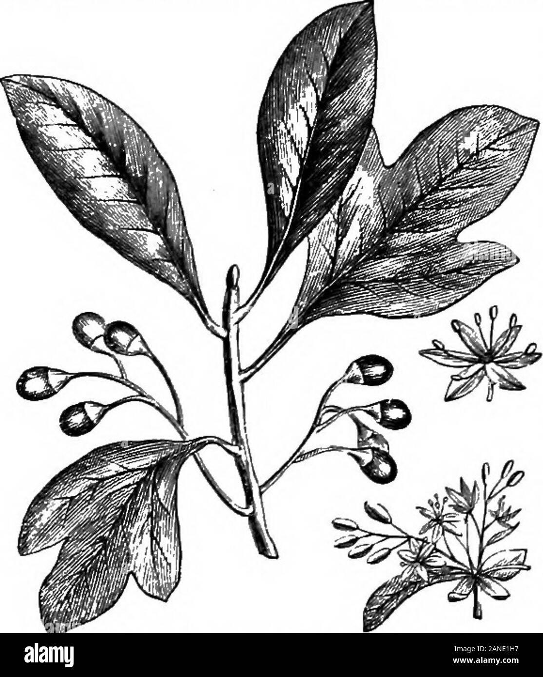 Un dictionaryBeing médical illustré ! un dictionnaire des termes techniques utilisés par les auteurs sur la médecine et les sciences de la garantie, dans le latin, anglais, français et allemand langues . Le RNB (seu radicis) s. SholzHnde,Ger.. L'aromatique parfumé, écorce de la racine de 8. offici-nale. Il contient des matières grasses, de la résine, la cire, l'acide tannique, sassafrassid(plus de 50  %., selon Reinsch), gomme, albumine, etc., autant d'andtwice d'huile essentielle (voir Huile de ".) comme le bois d'. root Il est utilisé comme astringent, aromatique, stimulant, et sudor-ific, mais surtout comme adjuvant, [a, 35.]-Str Banque D'Images