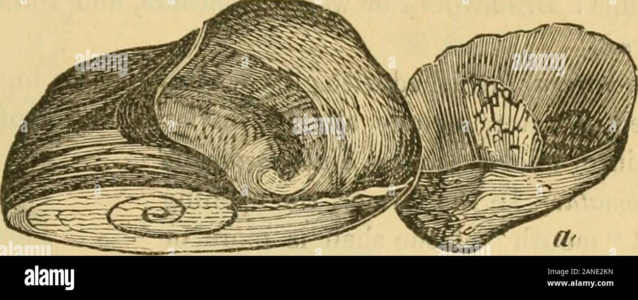 La revue canadienne de l'industrie, des sciences et de l'art . Les MINÉRAUX ET LA GÉOLOGIE DU CANADA. 119 la classe G-asteeopoda. Ils constituent cependant une aberrantgroup, ayant des affinités avec les ptéropodes, d'une part, et les deux Q-asteropods et les céphalopodes de l'autre. Existingforms, comme les ptéropodes, sont d'habitude pélagiques, natation, par un moyen de fin-comme l'appendice, dans la mer ouverte. La natation est l'organe de l'amodification pied gastéropodes : voir ci-dessous. Certains sont withouta shell, tandis que d'autres sécrètent de l'un d'une texture délicate et fragile.. Banque D'Images