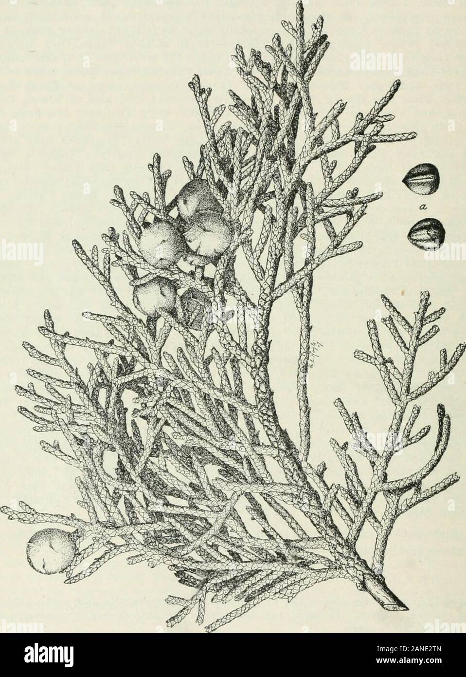Les arbres forestiers de la pente du Pacifique . untaius givenin sera Ji future publication. Événement. Pistes de haute montagne exposés et de canyon et d'autre, dans les sols rocailleux et graveleux à sec, parfois dans les fissures de la roche. En très ouvert, mais pratiquement les peuplements purs, ou amongJeffrey dispersés et pins tordus. Cli.matic Conditions.-semblables à ceux de .Jeffrey pine. ToLER.NCE.- pas parfaitement connue. Semble être décidément tolère pas l'ombre dans allstages ; de croissance se développe toujours en pleine lumière. La reproduction.-semoir très abondant, mais les semis sont seulement quelques scatteredin sol minéral et pur. FOEEST 186 T Banque D'Images