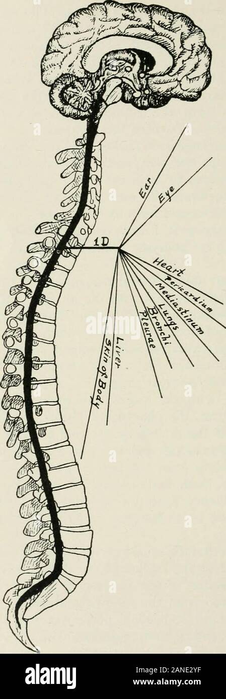 Principes et pratique de l'ajustement de la moelle épinière ; à l'usage des étudiants et praticiens . ervical whichcommunicates ganglionnaires de la sympathique avec la vague, la direction générale de l'amygdale pharyngée-theglosso, le plexus pharyngien, Meckels ganglionwhich oiY donne le moyen ou externe nerf palatin à thetonsil, et le nerf palatin postérieur qui joint avec palatine themiddle pour former le plexus autour de l'amygdale. 2. La cinquième, sixième et septième nerfs spinaux cervicaux havea a décidé d'influence sur les amygdales, comme illustré par clinicalresults obtenue par l'ajustement des vertèbres qui impingethese Banque D'Images Principes et pratique de l'ajustement de la moelle épinière ; à l'usage des étudiants et praticiens . ervical whichcommunicates ganglionnaires de la sympathique avec la vague, la direction générale de l'amygdale pharyngée-theglosso, le plexus pharyngien, Meckels ganglionwhich oiY donne le moyen ou externe nerf palatin à thetonsil, et le nerf palatin postérieur qui joint avec palatine themiddle pour former le plexus autour de l'amygdale. 2. La cinquième, sixième et septième nerfs spinaux cervicaux havea a décidé d'influence sur les amygdales, comme illustré par clinicalresults obtenue par l'ajustement des vertèbres qui impingethese Banque D'Images