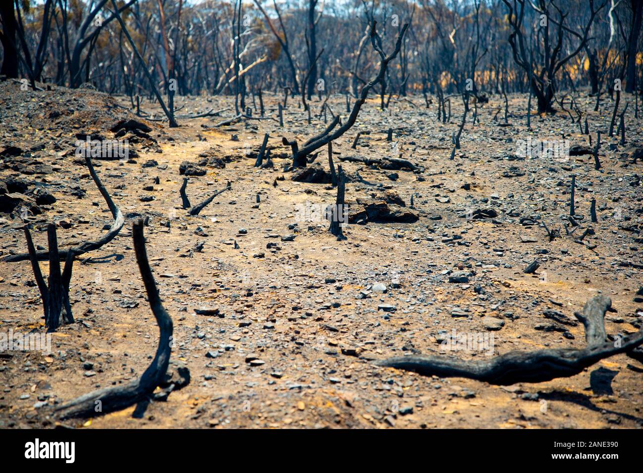 Feu de brousse en Australie dévastation Banque D'Images