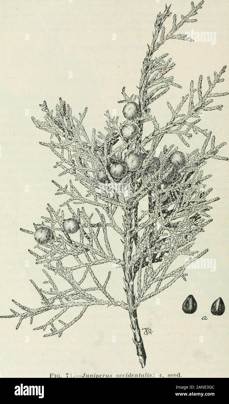 Les arbres forestiers de la pente du Pacifique . slightlyonly propagation pousses à leurs points. Toutes les lames sont très bien marqués sur le dos par un glan-dular pit, blanchâtre avec de la résine. Des groupes de trois feuilles brindilles le fermoir-succes les épandeuses, formant une tige arrondie avec 6 lignes longitudinales de feuilles. Le leavesproduced mourir dans chaque saison de leur deuxième saison, après quoi ils aregradually off forcé par la croissance de la rameaux. Les baies (figs. 71,72), un quart à un tiers d'un pouce de long, à maturité environ la première de Septemberof la deuxième année, lorsqu'ils sont noir bleuté, recouvert d'un film blanchâtre bloo Banque D'Images