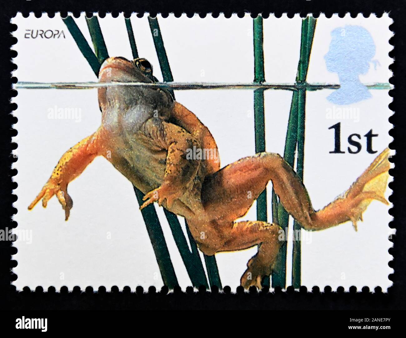 Timbre-poste. La Grande-Bretagne. La reine Elizabeth II Europa. La vie de l'étang. Grenouille rousse. 1st. L'année 2001. Banque D'Images