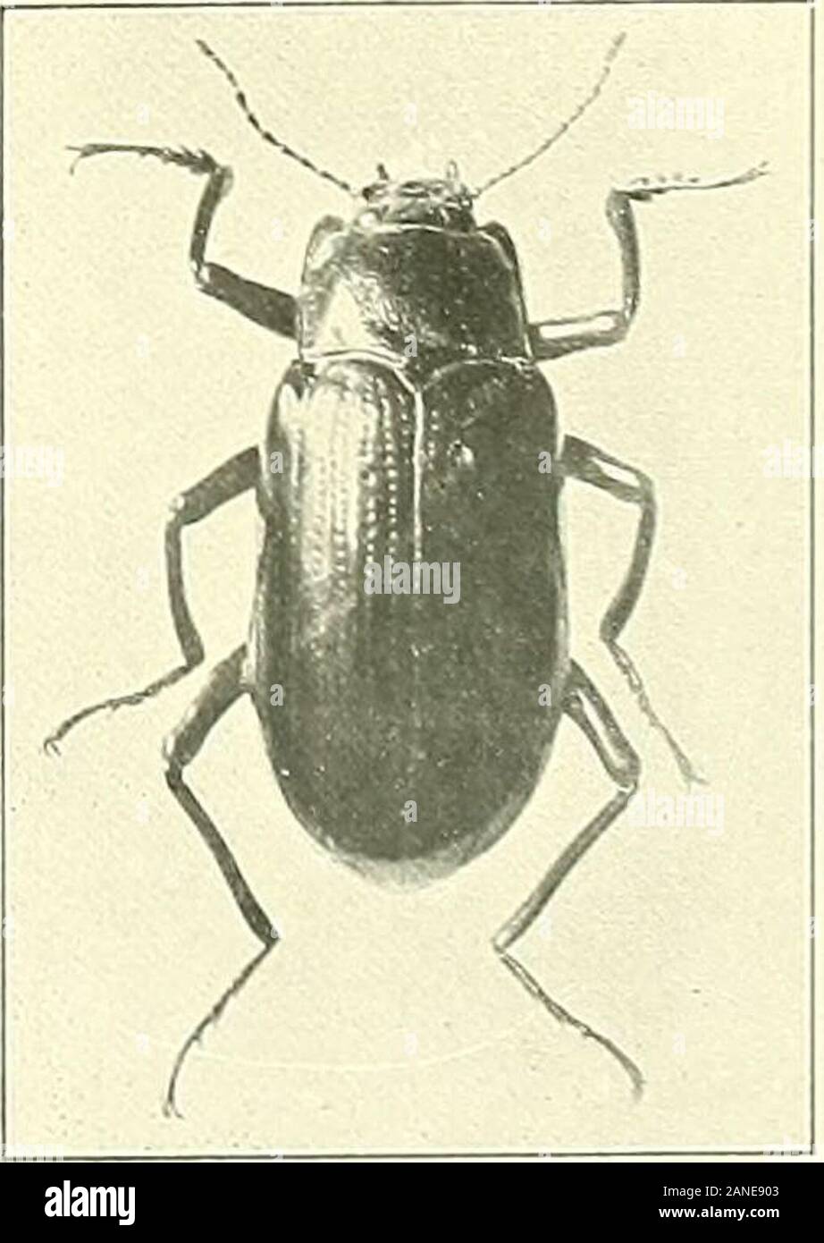 La Nouvelle-Guinée : résultats de l'expédition scientifique néerlandaise à la Nouvelle-Guinée en 1903[-1920] . 25. TAFEL 22 24 26 XI. 29. Platolenns viridiaencus. Vergr. 3 X 30. Amarygmus morio var. cupreus. » 3 X 31. Amarygmus Haagi. » 3 X 32. Chalcopterus piliger. " 2,5 X22,- Chalcopterus perforans. " 2,5 X 34. Ebenoliis anthracintis. " 2,5 X 35. Strongytium horridum. » 3 X 36. Stroiigylium praogenoides. » 3 X 37. Strongylium tuberipenne gravidum var.. " 2,5 X Nova Guinée XIII. Zoologie. XI. 1 LU 4 N ! Jffi JaB1 fm v, Banque D'Images