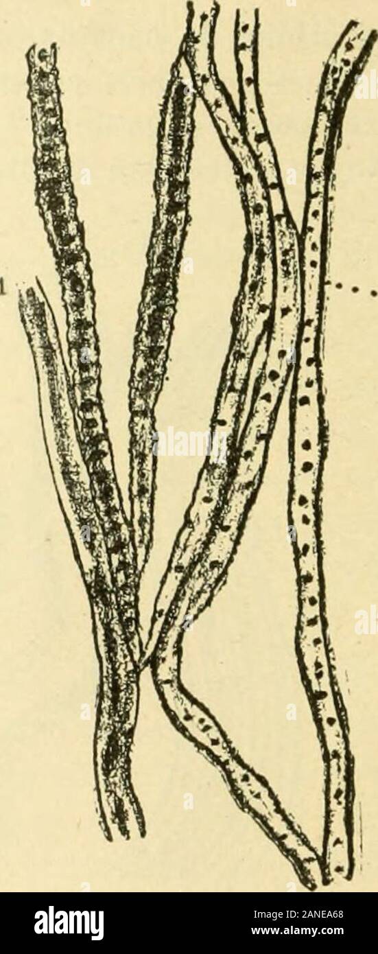 Sémiologie et diagnostic des maladies des animaux domestiques . Fig, 120. - Nerfs après immer- F g. 12). - Nerfs d'immersion dans l'après-daussion dislillée morpliine Pms-valproic la (à 4 p. 100 et 1 2 3- l'UE osmique) (Pécus). suile à laclion de iacide osmique. ), Des fibres à grosses granulations ; 2, fiberponctuée. pieds des boiteries de Vépaulc vmscles, des, des os, descndons, etc. La durée de linsensibilité varie depuis quarante mi-nutes à deux heures, suivant que linjection a été plus oumoins exactement faite sur le trajet des nerfs. Les sels de cocaïne altèrent temporairement les pro-priétés physiqu Banque D'Images