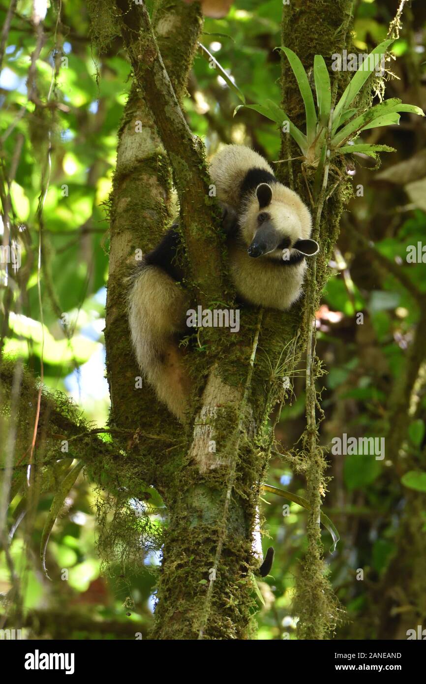 Un Antéater moindre Dans la forêt tropicale du Costa Rica Banque D'Images