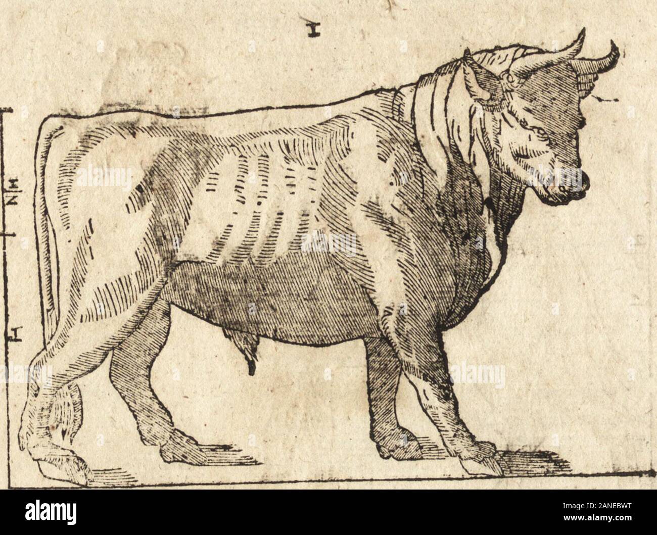Varia Le Conmensuracion Para Escultura Y Arquitectura Cav1lignes0 Tu Cr P Gt T Ata I Gt E Los Animales Qtetienen Cuernos Contiene Cinco Figuras Esdnimddegran Hraueza El Toro Hallandole Acofadoytiene Mayormente Toda Fu Fuerea En La