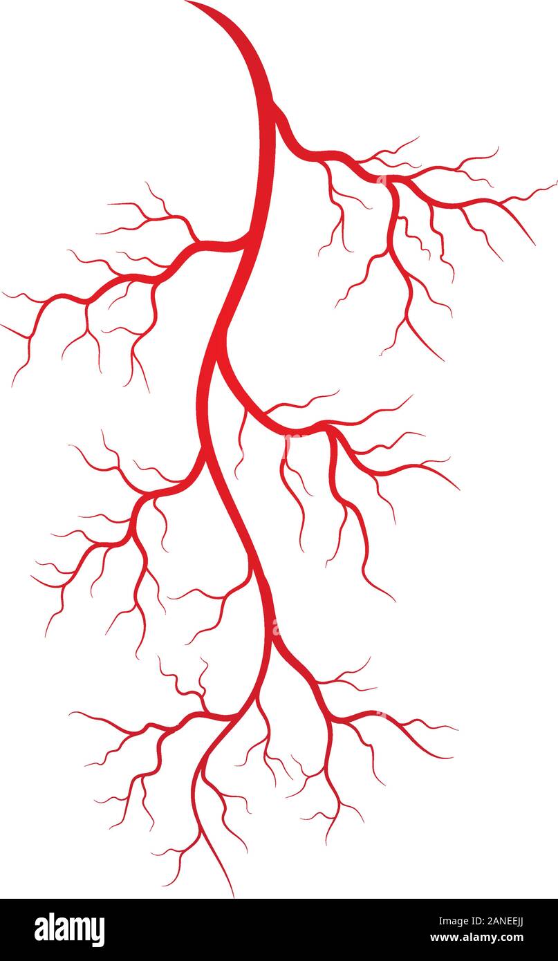 Les veines et les artères illustration design template Illustration de Vecteur