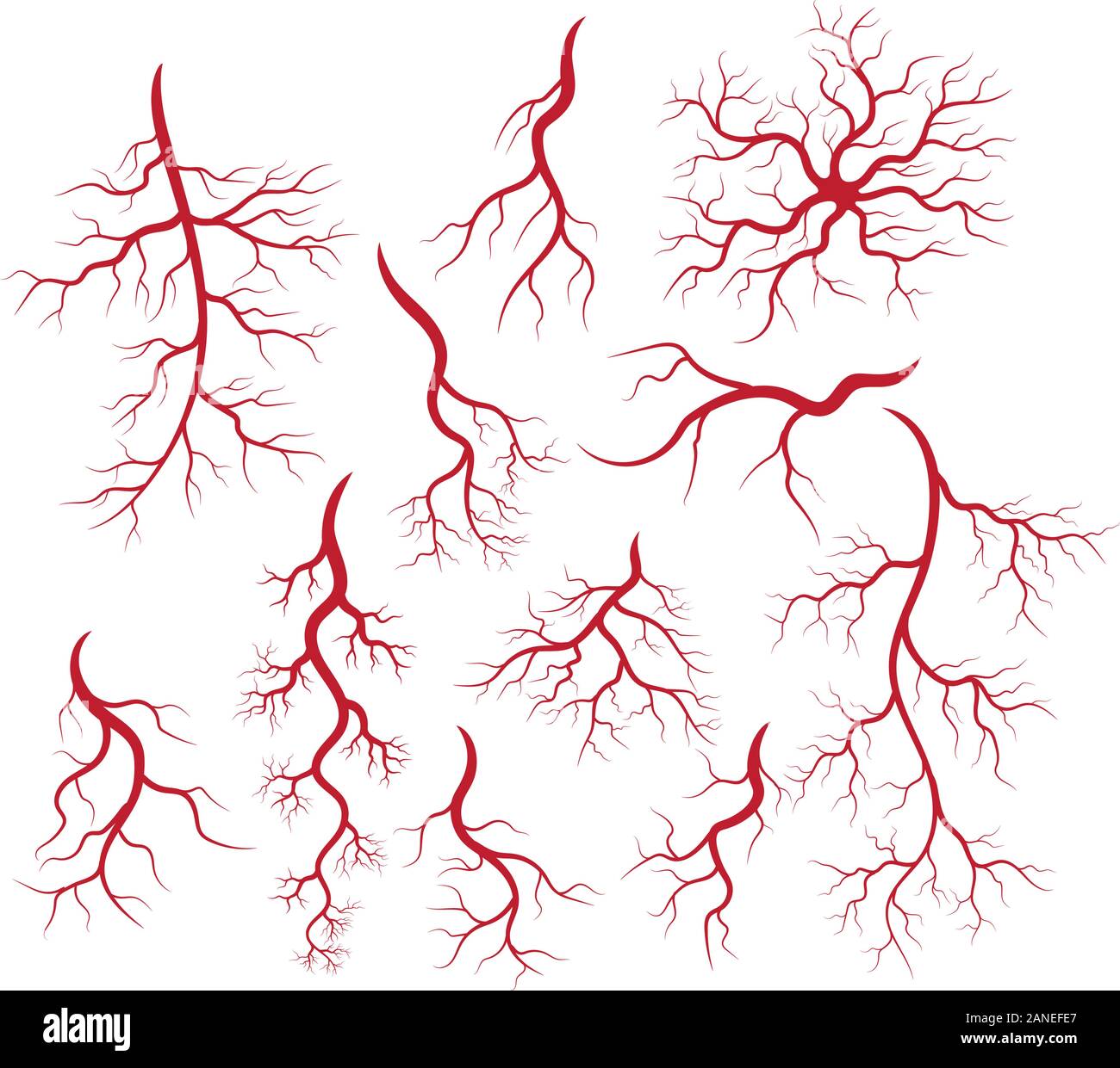 Les veines et les artères illustration design template Illustration de Vecteur