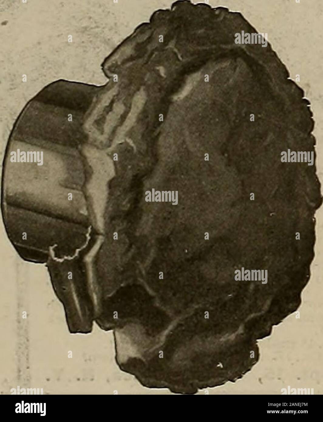 Source et sportif . La propriété même même même de gestion STANDARD DE QUALITÉ L'Union Co. Cartouche Métallique la Remington Arms Co. Bridgeport. Ilion Conn., N. Y. ; agence : 313 Broadway, New York City."""3x3 aexjexxx« 3KS3s %jaa"xxx3"ss0cx^ vttsxxxxxxxxjcwtxxvt. La balle qui strikesA COUP DE2038 livres quand le calibre .401 WINCHESTER 0 fusil à chargement automatique, modèle 1910 Cette nouvelle Winchester tire une balle plus lourde et d'un coup plus dur hits que tout autre fait operatedrifle recoil. Il est encore plus puissant que le 300 de l'armée américaine, de la chasse au gros gibier la renommée. Theloading et tirant de cette Banque D'Images