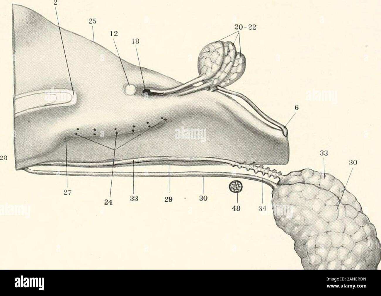 Contributions à l'anatomie et le développement des glandes salivaires dans la mammalia . FIG. 108. 28 Un 20-22. Fig. 109. LXXIII plaque Fig. III. Camera lucida dessin d'une section frontale passant par le fixer-ment de la troisième glande orbitale près de son extrémité crânienne, dans les 51 milli mètres embryon. Colombie-britannique Collection, n° 104, X 85, réduit à 5. Fig. 112. La même. L'article passe par l'extrémité caudale de l'attacher-ment de la troisième glande orbitale, X 85, réduit à 5. Fig. 113. La même. . Plus de nageoire caudale à travers le corps de la deuxième, orbitalgland X 85, réduit à j. 6. Orbital Banque D'Images