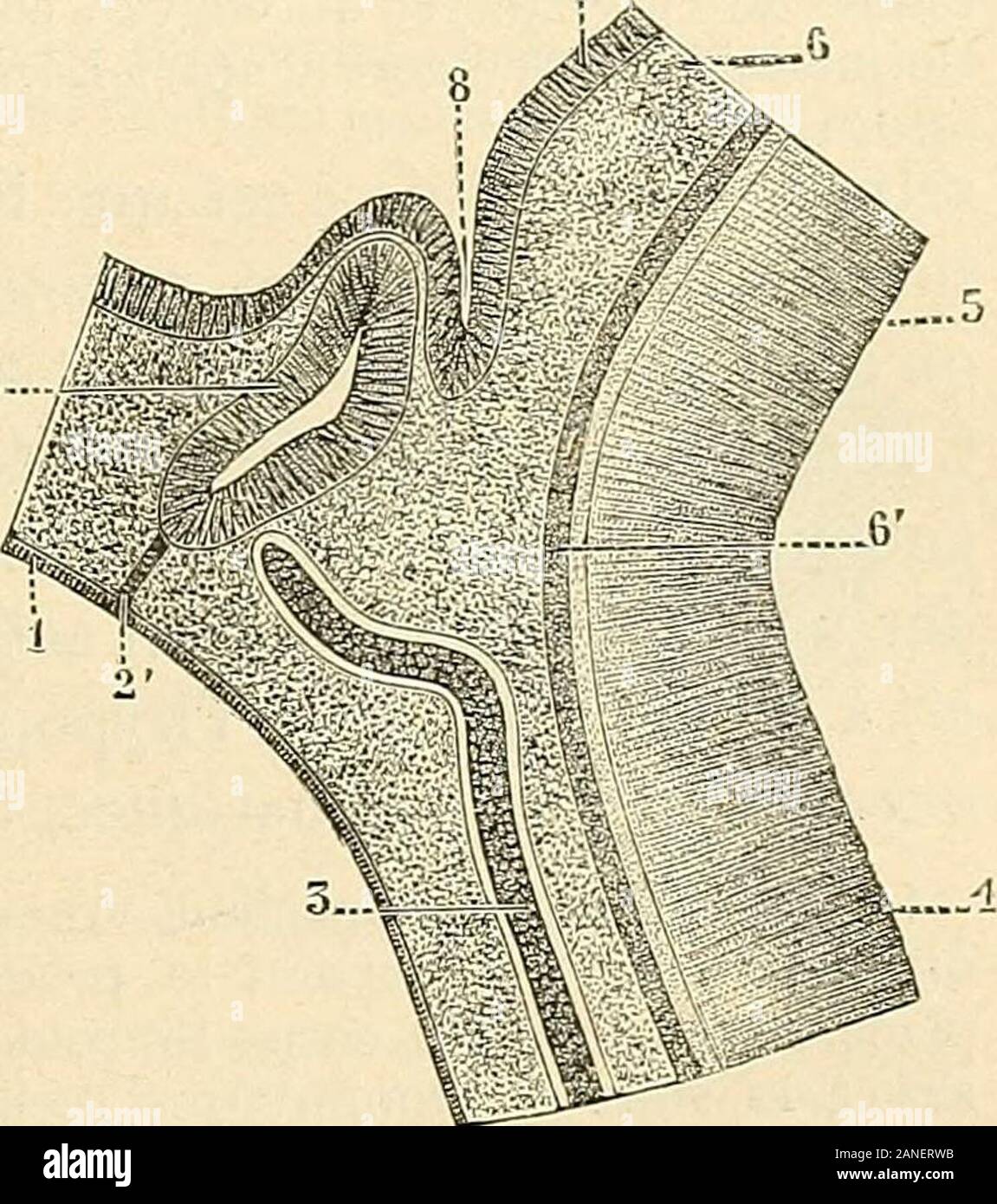 Traité d'anatomie humaine .  : Cest uneportion du pharynx primitif (partie postéro-supérieure de linvagination buccale) qui, dansles première stades de la vie embryonnaire, aémigré dans la cavité crânienne et est venuesadosser à la face antérieure du lobe temporal précédent.Nous verrons ultérieurement (voy. D'embryo-logie) cjue cette partie du pharynx, véritablecolonie ectodermicjue du feuillet, succes-sivement revêt la forme : P dun simple cul-de-sac,largement ouvert dans la cavité pharyngienne ;i2° semi-sphérique dune poche, communi-quant encore avec la cavité précitée au moyendun pédicule (fig. 493), Banque D'Images