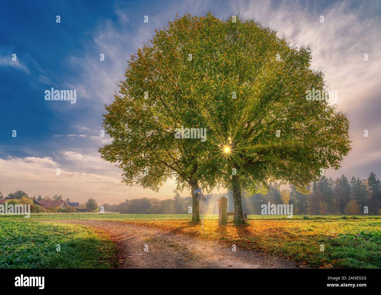 Matin ensoleillé au lever de soleil tandis que brillent à travers un arbre solitaire. Banque D'Images