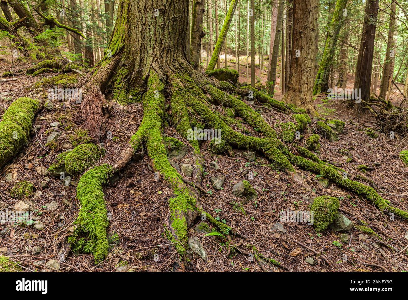 La base d'un cèdre sur une colline escarpée, Moran State Park, Orcas Island, Washington, USA. Banque D'Images