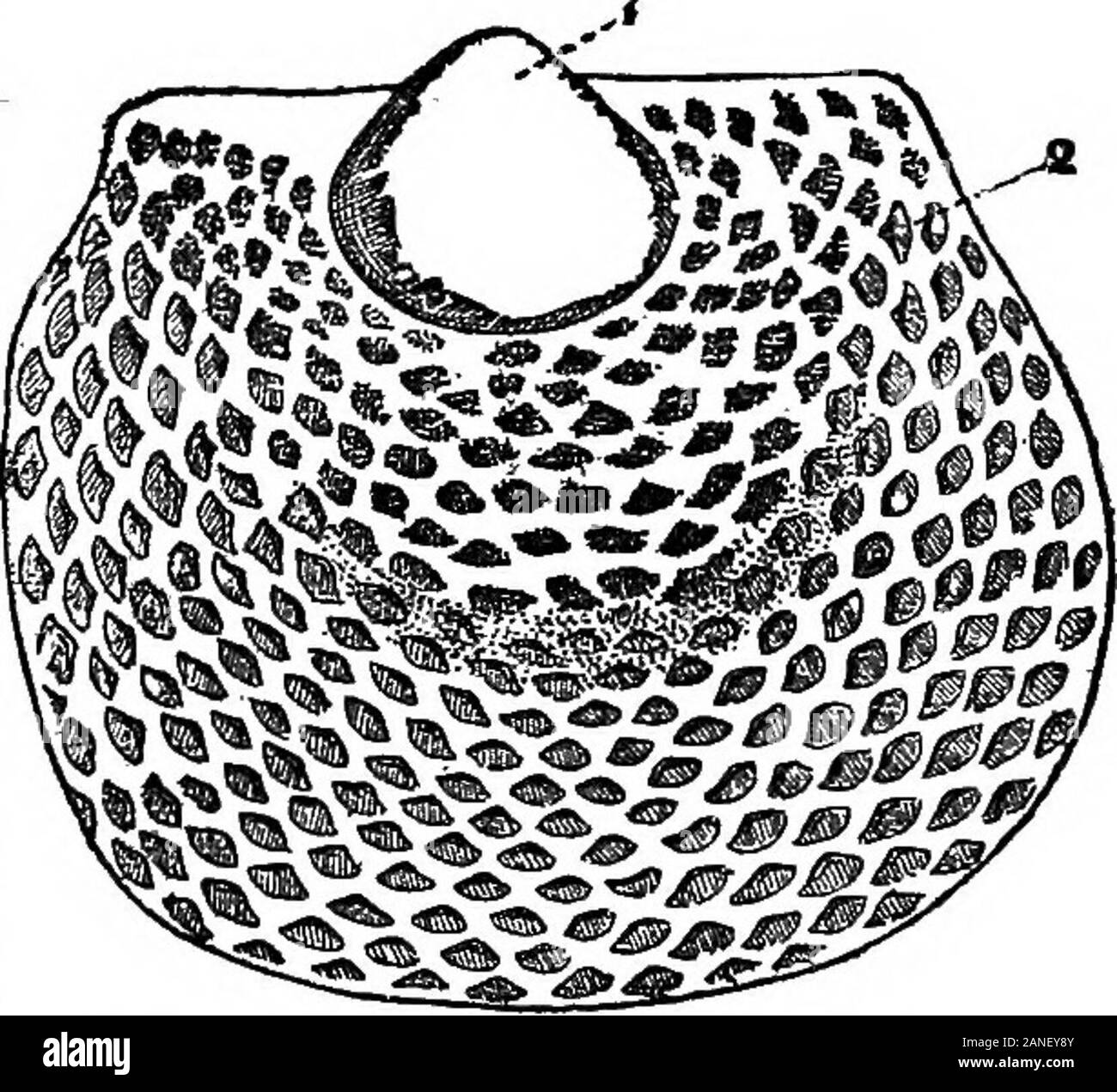 Le Britannica encyclopdia ; un dictionnaire des sciences, des arts, de la littérature et de l'information générale . développe dans le pseudo-deltidium, dans le Neotre-Mata et l'Protrem^ta.Le pseudo-deltidium sonamed par Bronn (en 1862)est une plaque unique whichgrows delthyrium de l'apex des bas-quartiers, et peut-theaperture com plètement fermer. Le pseudo-deltidium est sometimesreabsorbed dans l'adulte.Dans le Telotremataneither norpseudo-pro-deltidium deltidium isknown., dans le Atrematathe pro-deltidium ne devenir distributeur fixe à theventral, et ne mettre dans un pseudo-deltidium. L'Américain. Fig. 31.-S Banque D'Images