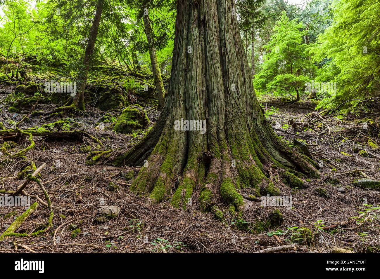 La base d'un cèdre sur une colline escarpée, Moran State Park, Orcas Island, Washington, USA. Banque D'Images