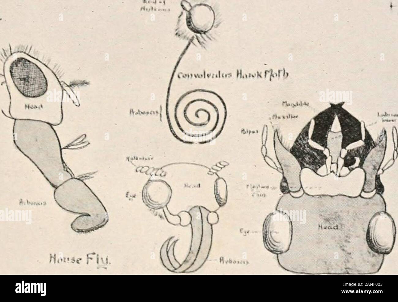 L'entomologie forestière . Fig. 9.-papillon écaille entièrement développés.(Flatters.) INTRODUCTION. 9 L'un, dans la mesure où l'article de série, et le plus grand des pouvoirs microscope doit être utilisé. Ceci, bien que très interconnectées esting en soi, n'est certainement pas d'une importance vitale pour l'youngstudent d'entomologie forestière. Cependant, il est indispensable que thesalient dispose de tête, thorax, abdomen et devrait dans tous les cas bewell étudiés, et dans certains cas être mémorisées.C'est sur ces points que les caractères génériques et spécifiques dépendent.Les étudiants de niveau avancé avec une bonne quantité de Banque D'Images