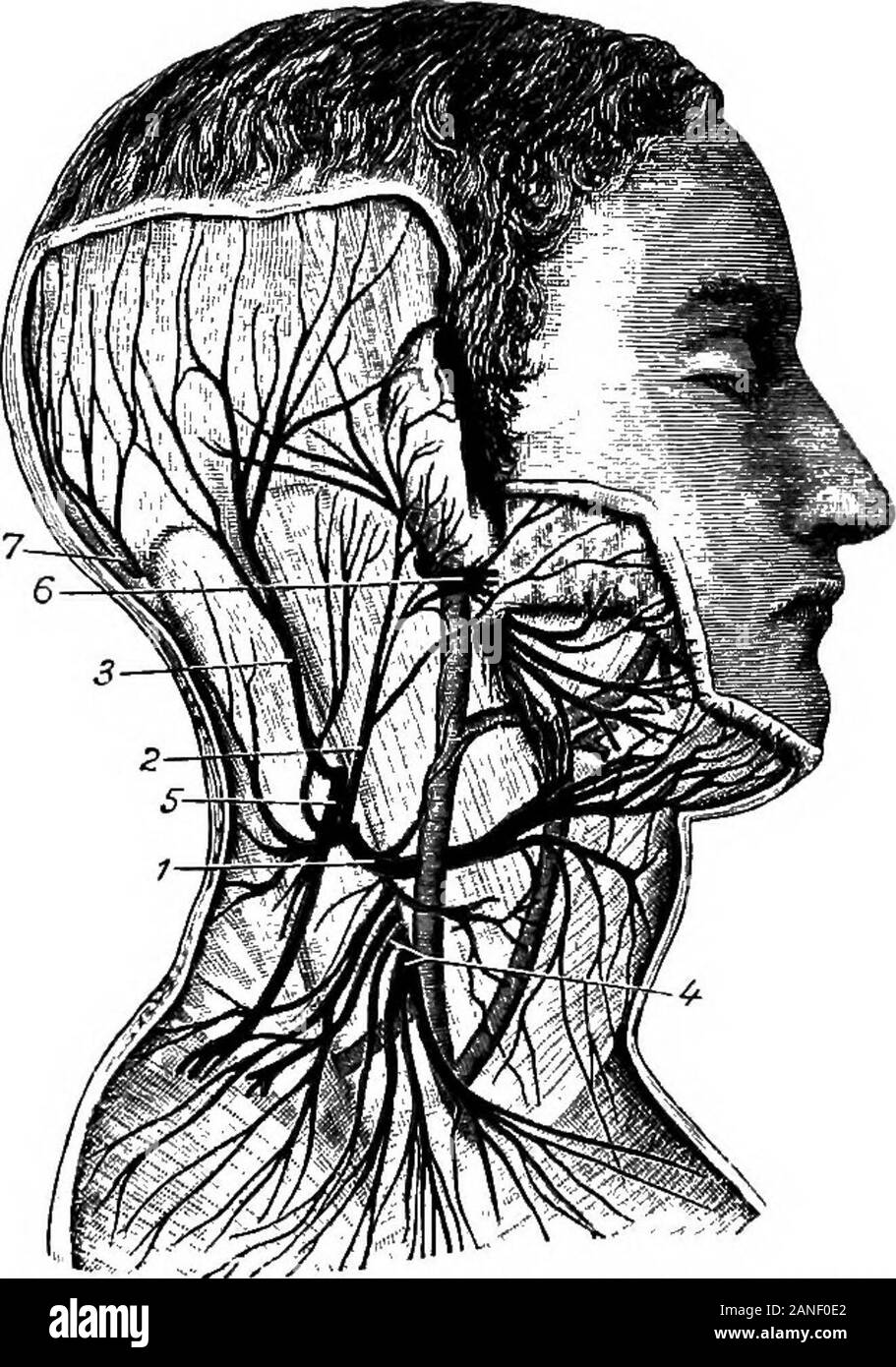 Un dictionaryBeing médical illustré ! un dictionnaire des termes techniques  utilisés par les auteurs sur la médecine et les sciences de la garantie,  dans le latin, anglais, français et allemand langues .