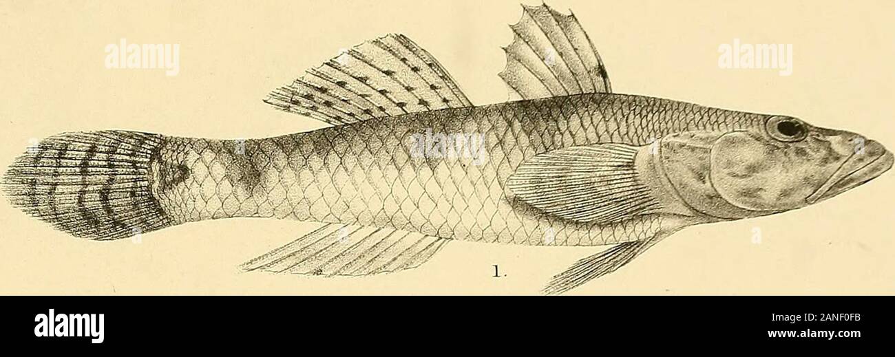 Les poissons de l'Inde ; être une histoire naturelle des poissons connus pour habiter la mer et les eaux douces de l'Inde, la Birmanie et Ceylan . G-.H.Ford del RMmtem iSntem. lith.. Les OAR . imp . 1, BOLEOPHTHALMUS TENUIS. 2.B. BODDAERTI. 3 B., GLAUCUS. 4, 5 BOSTPJCHTHYS SINENSIS,ELE0TRIS MACRODON. 6,E. CAVIFRONS. 7. F.FUSCA. 8,E. SCINTILLASS Jours Fiskes de l'Inde. LXVI plaque.. Banque D'Images