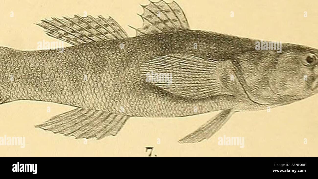 Les poissons de l'Inde ; être une histoire naturelle des poissons connus pour habiter la mer et les eaux douces de l'Inde, la Birmanie et Ceylan . G-.H.Ford del RMmtem iSntem. lith.. Les OAR . imp . 1, BOLEOPHTHALMUS TENUIS. 2.B. BODDAERTI. 3 B., GLAUCUS. 4, 5 BOSTPJCHTHYS SINENSIS,ELE0TRIS MACRODON. 6,E. CAVIFRONS. 7. F.FUSCA. 8,E. SCINTILLASS Jours Fiskes de l'Inde. LXVI la plaque. Banque D'Images