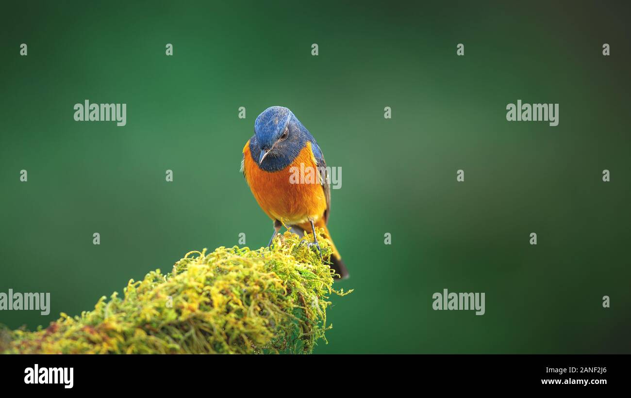 L'Oiseau bleu, exotiques à la façade bleue Paruline flamboyante (Phoenicurus frontalis) perché sur le dessus de la baguette de bois sur fond vert flou,oiseaux colorés,Northe Banque D'Images