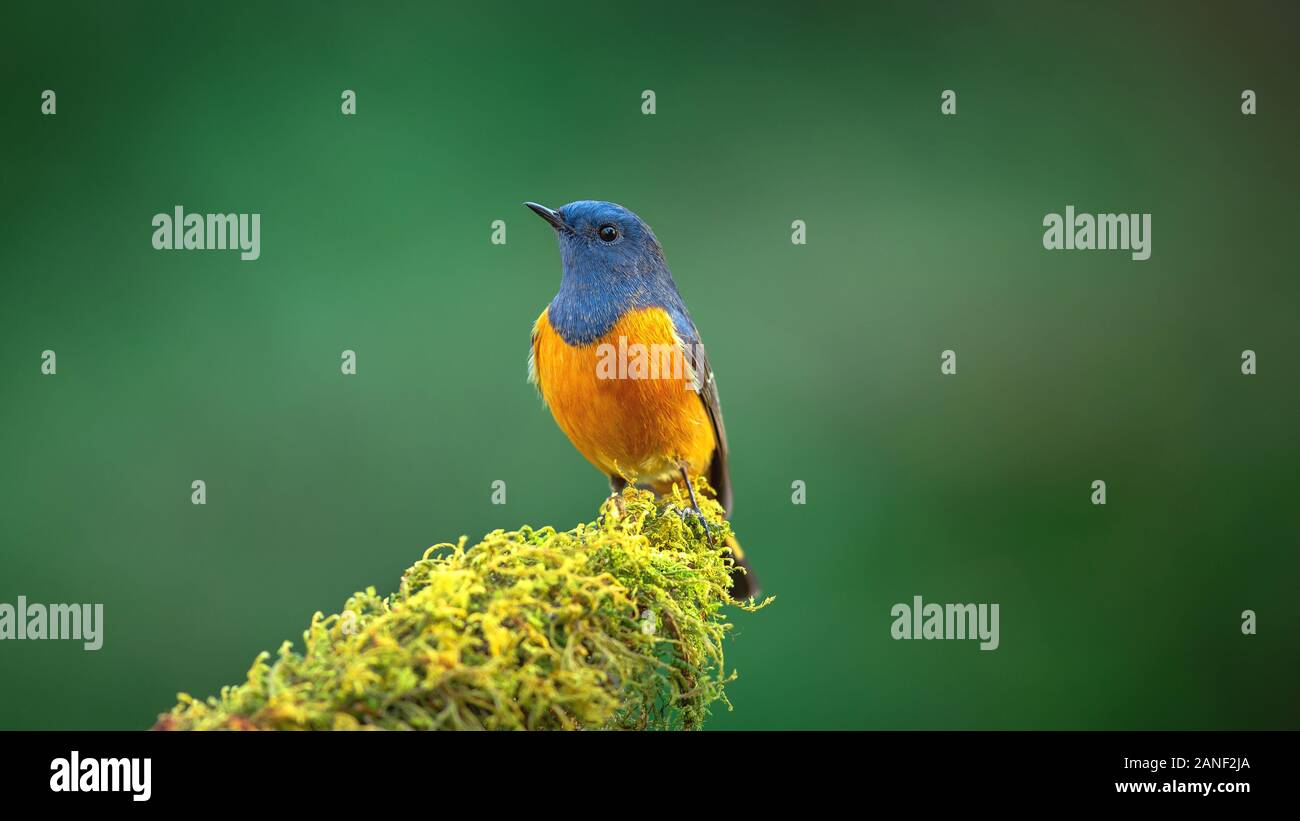 L'Oiseau bleu, exotiques à la façade bleue Paruline flamboyante (Phoenicurus frontalis) perché sur le dessus de la baguette de bois sur fond vert flou,oiseaux colorés,Northe Banque D'Images