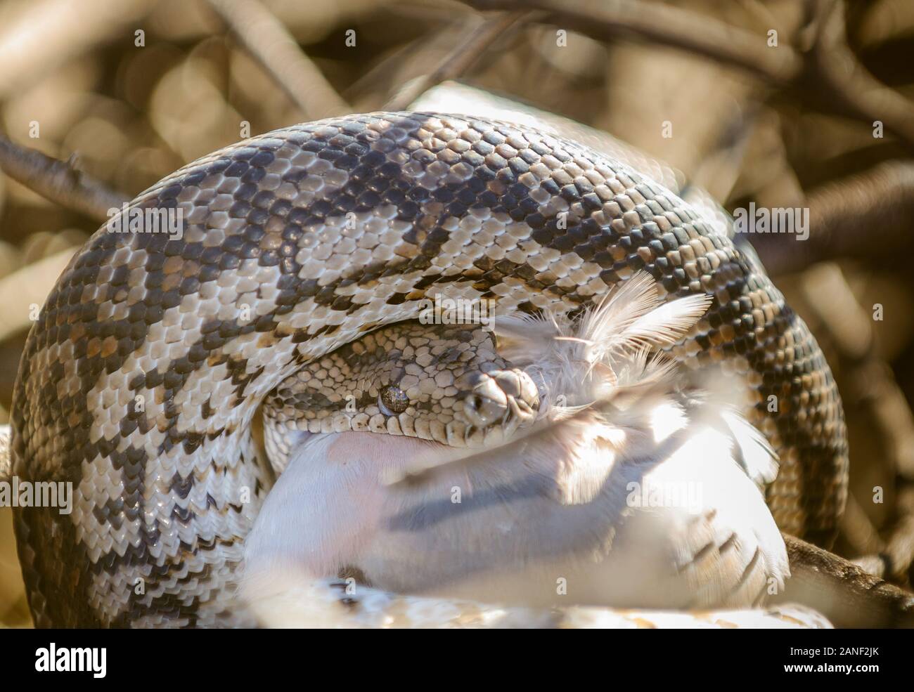 Enroulée autour de sa proie un python arbuste commence à avaler un pigeon crevé. Banque D'Images