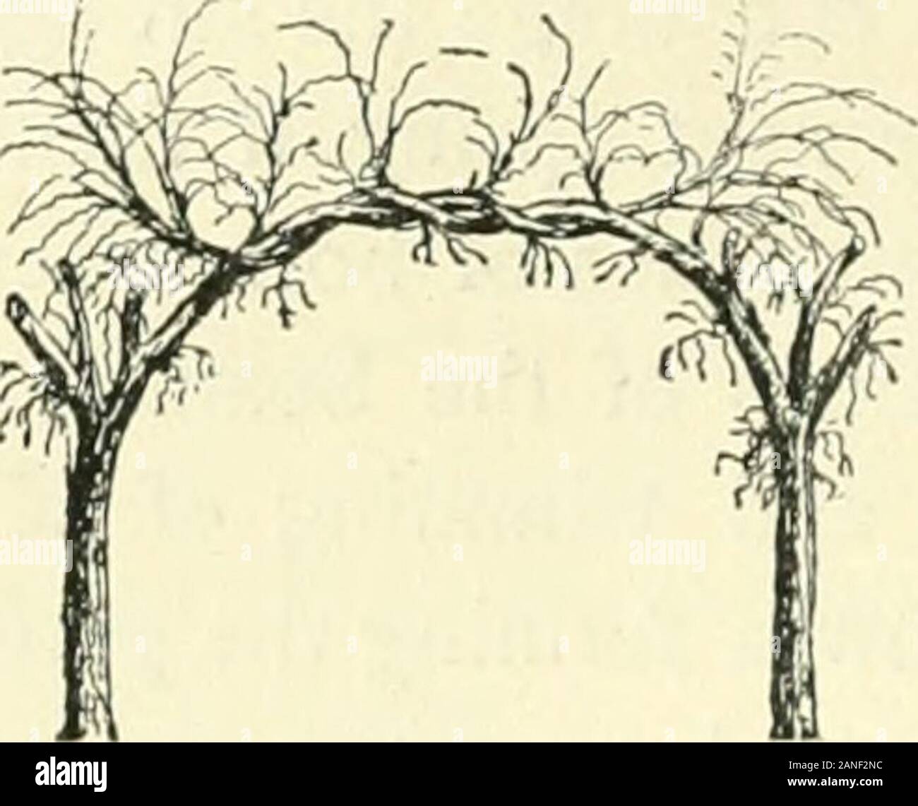L'art d'embellir suburban home base de petite extentWith la description de la belle et hardy arbres et arbustes cultivés aux États-Unis . par un monticule de solidverdure. Leurs sommets sont arrondis catégoriquement, comme le foin non fini-stacks.Q 130 ADAPTATIONS artificielles, etc. Fig. 41. et l'orme commun émergeant du centre (comme indiqué dans theengraving), et ses longs bras sur l'ancien avec un freergrowth, pourrait, selon nous, présente une combinaison de grotesque maladroit dans l'expression formelle de nos illus-tration. Un large passage à sommet plat d'une similarcharacter peut être fait par greffage al Banque D'Images