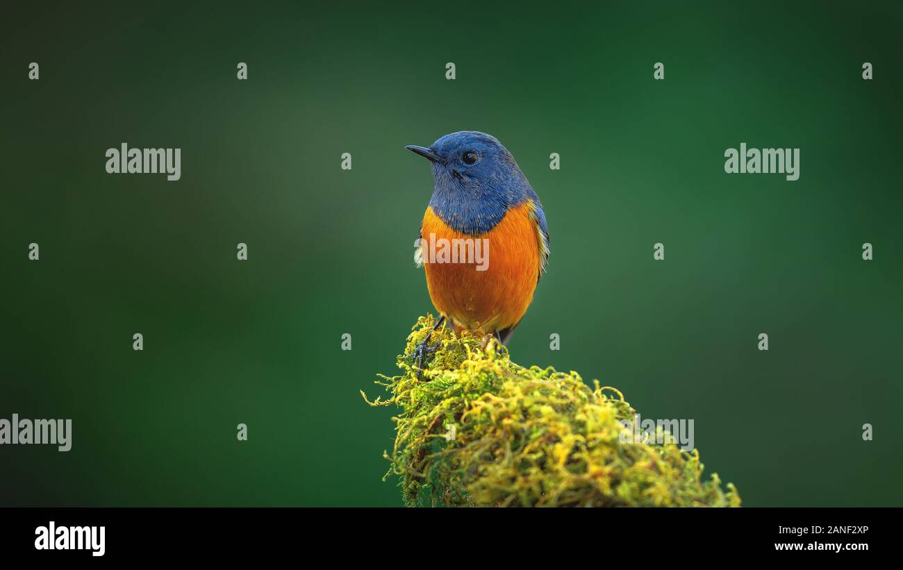 L'Oiseau bleu, exotiques à la façade bleue Paruline flamboyante (Phoenicurus frontalis) perché sur le dessus de la baguette de bois sur fond vert flou,oiseaux colorés,Northe Banque D'Images