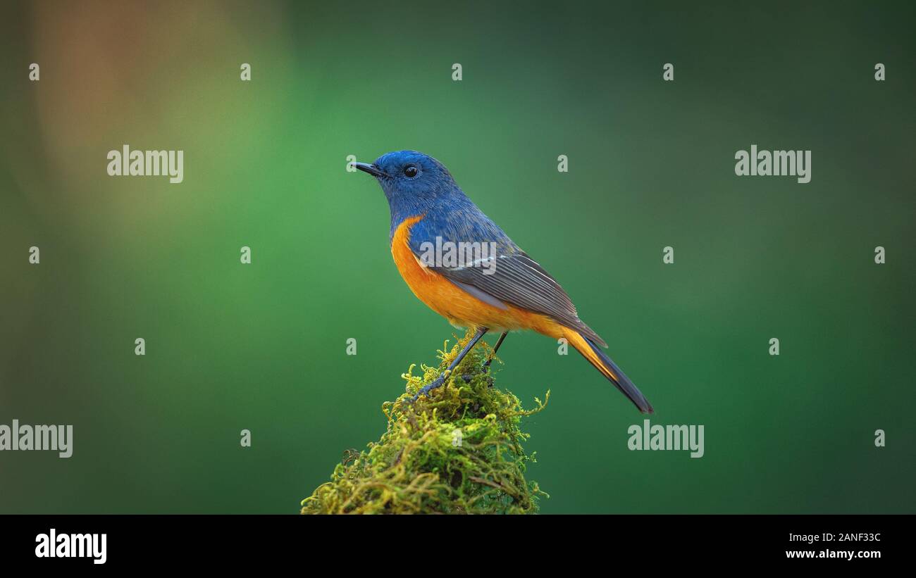 L'Oiseau bleu, exotiques à la façade bleue Paruline flamboyante (Phoenicurus frontalis) perché sur le dessus de la baguette de bois sur fond vert flou,oiseaux colorés,Northe Banque D'Images