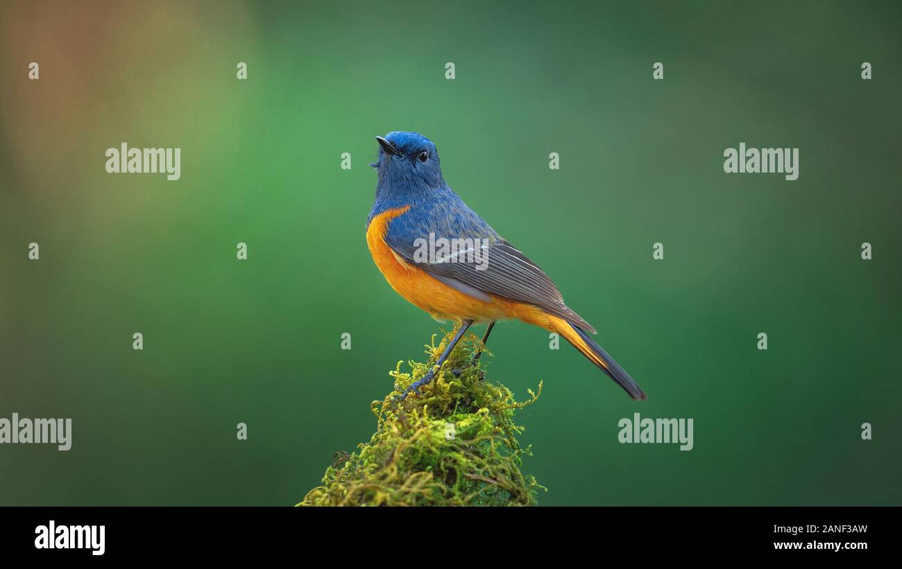 L'Oiseau bleu, exotiques à la façade bleue Paruline flamboyante (Phoenicurus frontalis) perché sur le dessus de la baguette de bois sur fond vert flou,oiseaux colorés,Northe Banque D'Images