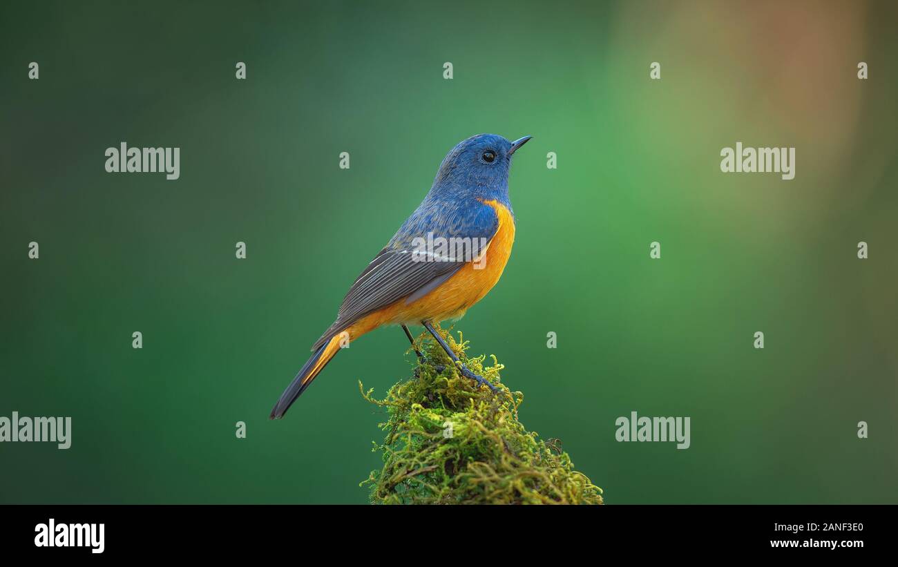 L'Oiseau bleu, exotiques à la façade bleue Paruline flamboyante (Phoenicurus frontalis) perché sur le dessus de la baguette de bois sur fond vert flou,oiseaux colorés,Northe Banque D'Images