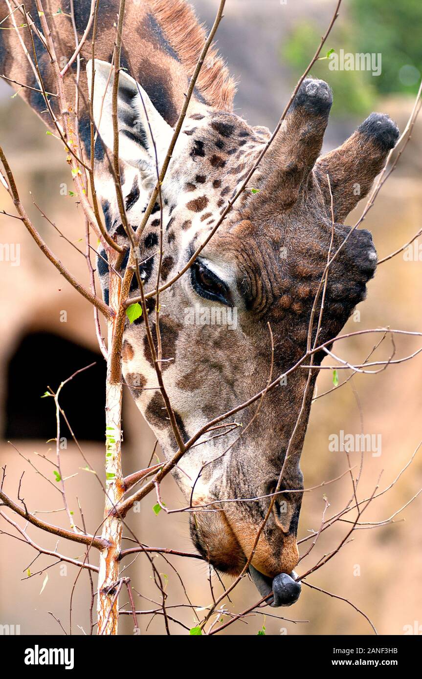 Rothschild Giraffe au zoo de Melbourne utilise sa langue pour se nourrir sélectivement d'un jeune arbre. Banque D'Images