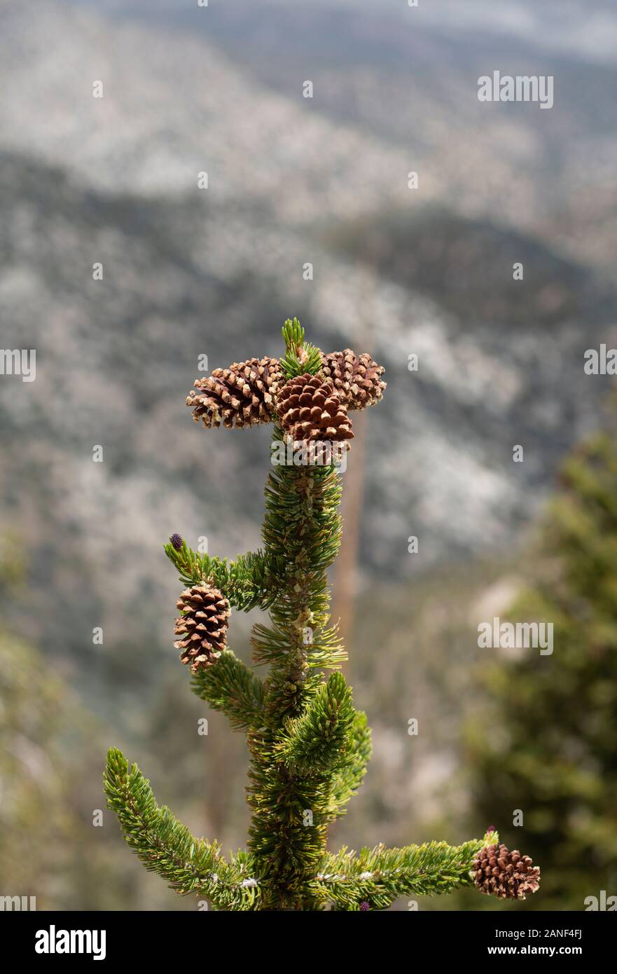 Les arbres noueux et à la floraison des fleurs sauvages Bristlecone Pine Forest près de Lone Pine en Californie Banque D'Images