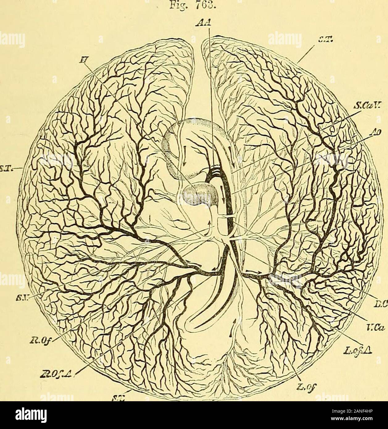Éléments d'anatomie du Quain . f le labyrinthe sur lequel le nerveis olfactif distribués, et dans la minute de la structure de son épithélium, de thoseof la partie inférieure qui forme le respiratoiy passage du nez. Il n'y a pas d'abord le lobe olfactif du cerveau, et le nerf est solide.Marshall a montré que le lobe olfactif est formée à un comparativelylate période, comme à la fin du septième jour dans le poussin, et lobe thatthis surgit par extension de la paroi du cerveau antérieur à l'endroit LE SANG-YASCULAE, système. Trhere 855 nerfs tlic ont déjà poussé dehors ; qu'elle contient des aho Banque D'Images Éléments d'anatomie du Quain . f le labyrinthe sur lequel le nerveis olfactif distribués, et dans la minute de la structure de son épithélium, de thoseof la partie inférieure qui forme le respiratoiy passage du nez. Il n'y a pas d'abord le lobe olfactif du cerveau, et le nerf est solide.Marshall a montré que le lobe olfactif est formée à un comparativelylate période, comme à la fin du septième jour dans le poussin, et lobe thatthis surgit par extension de la paroi du cerveau antérieur à l'endroit LE SANG-YASCULAE, système. Trhere 855 nerfs tlic ont déjà poussé dehors ; qu'elle contient des aho Banque D'Images