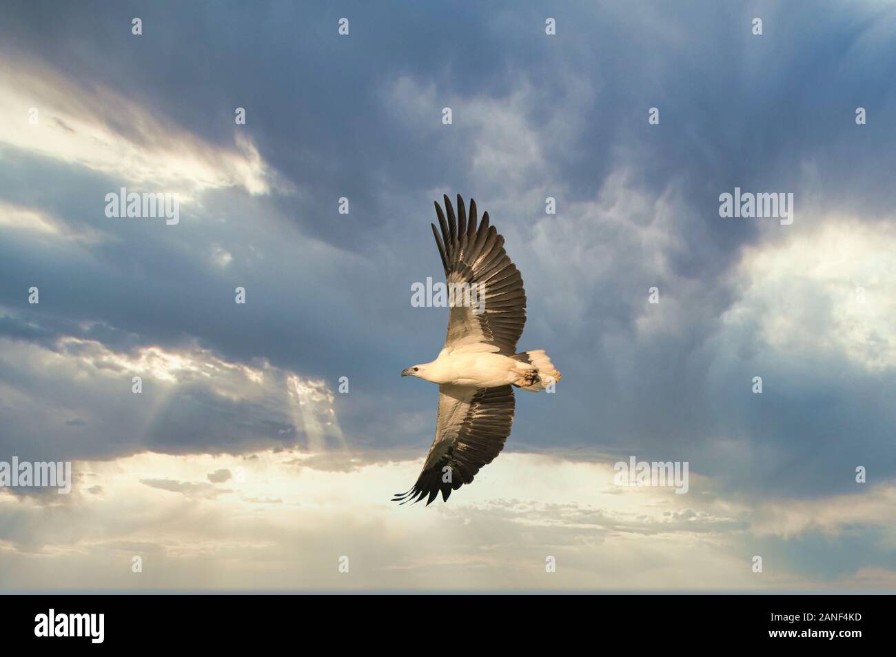 Ciel spectaculaire derrière un aigle de mer croisé blanc dans le pays du Golfe de Cape York, dans le Queensland. Banque D'Images
