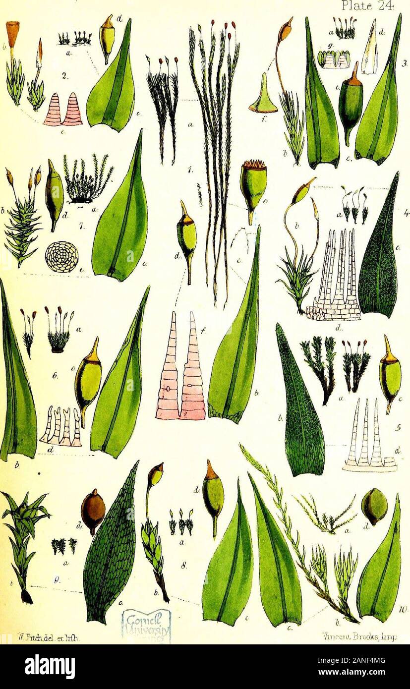 Handbook of British mosses ; comprenant tous ceux qui sont connus pour être les autochtones des îles Britanniques .. d. Voile, agrandie. 4. Campylostelium saxicola. a., nat. taille. b., l'usine agrandie. 5. Rhabdoweissia denticulata. a., nat. taille. b. feuille, agrandie. 6. Weissia controversa. a., nat. taille. b. feuille, agrandie. 7. Hymenostomum squarrosum. a., nat. taille. b., l'usine agrandie. e. la bouche du sporange, agrandie. 8. Phascum bryoides. a., nat. taille. b., l'usine agrandie. 9. Physcomitrella patens. a., nat. taille. b., l'usine agrandie. 10. Archidium. phascoides. une usine, n Banque D'Images